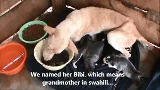 Rescuing a malnourished mother and her week old puppies.... Kilimanjaro Animal Rescue