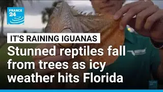 Iguanas fall from trees in Florida as icy weather bites southern US &bull; FRANCE 24 English