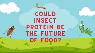 Why Edible Insects Are the Future of Food