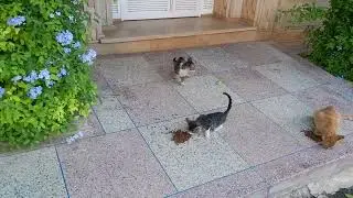 Stray cats need help, they are hungry despite being among people