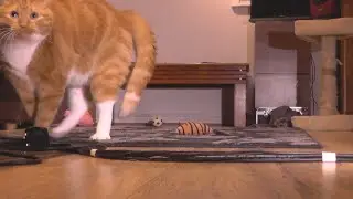 CharlieTheCat