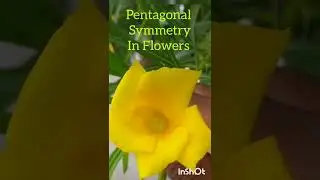 #Pentagonal #Symmetry in Flowers & Golden ratio |shortsfeed #shorts