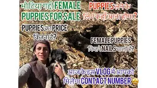 Bhotiya Gaddi female puppies for sale//price 10000