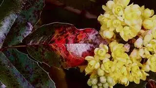 Een Nieuw Begin (Official Video)
