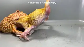 Pacman Frog Jump Closer To Big Jaw 🐸 (Frog And Toad) カエルとヒキガエル