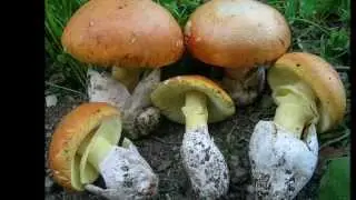 CLASSIFICA TOP 15 FUNGHI COMMESTIBILI