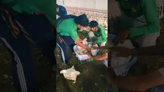 Broiler chicken 🐔 😲 🐓 #chicken #poultryfarming #broiler #shorts #youtubeshorts #viralshorts #viral