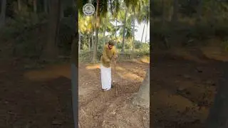 Apply 500g&ndash;1kg of salt per tree to enhance flowering, coconut thickness, nutrient absorption & yield