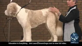 Free Preview: How To Groom A St. Bernard Doodle -  Routines