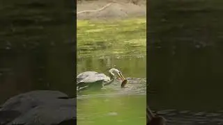 Wild Bird - Fish Catch Maste