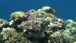 Magic World `Underwater Garden` Part IV (1080 HD)