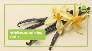 Vanille &ndash; Alles, was du &uuml;ber ihre Wirkung wissen solltest.