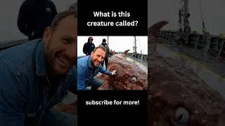 Giant Sea Monsters Caught on Camera! #colossaldepths #marinemystery #deepseaexploration #seacreature