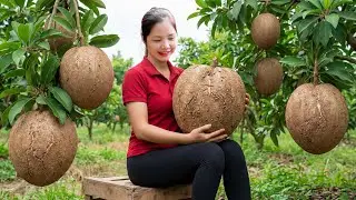TIME LAPSE - Harvesting 1000+ Red-fleshed Sapodilla Goes To Market Sell, Caring for Baby Ducklings
