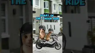 CAT MEMES: PHILIPPINE ROADTRIP PT.1 #relatable #catmemes #motovlog #cat #philippines