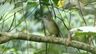 Horsfield's Babbler (Bird Call)