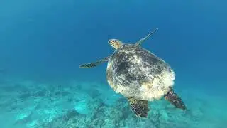 🇲🇻 Turtle Snorkeling 🐢 - Dharavandhoo Bikini Beach, Maldives 🏝