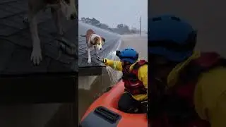 Stranded Dog on Rooftop Jumps Into Rescue Boat During Flood 🐶🌊❤️ | #Shorts #AnimalRescue