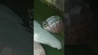 Asian leaf turtle