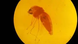 Phlebotomus papatasii