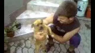 iosca nebunu din campia turzii