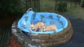 Corgipalooza 2013 Promo