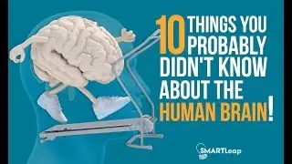 10 Interesting Facts About the Human Brain