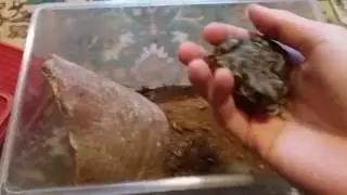Bufo viridis или зелёная жаба по имени Джеффри.
