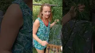 Hanfbl&auml;ttertee selber machen - Videoanleitung.