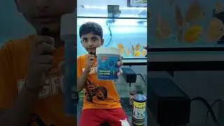 Feeding Discus Fish