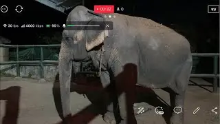 เอา อาการเจ้ลำเป็นอะไร Elephant Thailand