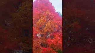 Beautiful Fall Colors on a Minnesota Lake #Shorts #Autumn #October