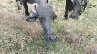 Peaceful Buffaloes Grazing and Walking in Green Fields | Rural Farm Life