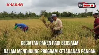PT. Sawit Nabati Agro - IOI Group Gelar Panen Padi Bersama Dukung Ketahanan Pangan