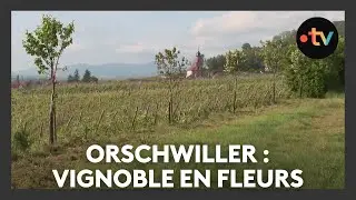Un lieu, des histoires à Orschwiller : vignoble en fleurs - Episode 4/4