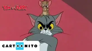 Tom en Jerry | Klassieke Tekenfilms | Wilde achtervolgingsmomenten | MEGA Compilatie | Cartoonito