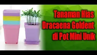 Tanaman Hias Dracaena Goldent di Pot Mini Unik