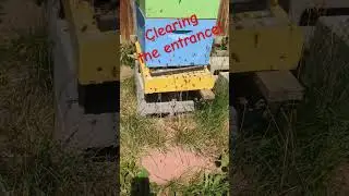 Some much needed entrance TLC! #beekeeper #beekeeping #diy #beefriendly #beehive #bee #hobby #honey