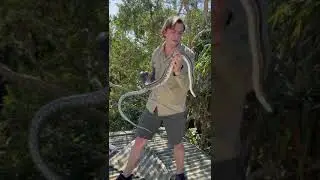 Snake Catcher Breaks Up Python Love Triangle in Queensland Attic