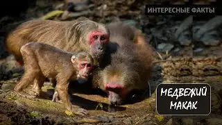 МЕДВЕЖИЙ МАКАК🐒/Животные life/Приматы/Животные/Интересные факты