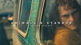 ANIMALS     X       STARBOY,,,, VAIRAL song &Atilde;ĹĮϋ&Atilde;ĮŇ&Atilde;Ỗ