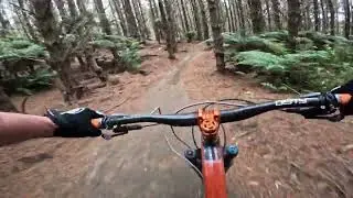 Te Poaka @ Whakarewarewa Forest. Rotorua