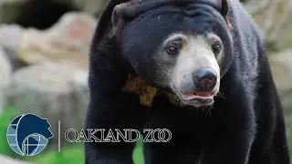 Smallest Bear In the World Is Also The Smartest Bear!