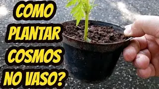 Como plantar cultivar Cosmos no vaso em casa ou apartamento atrav&eacute;s de sementes dica para fazer muda