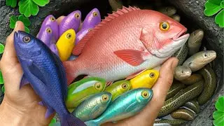 I Got Beautiful Fish in Colorful Eeg: Platy fish, Koi Fish, Pencil fish, guppy fish, Baby Turtles