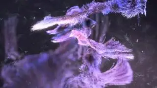 Dual Playaz - Alone Again (Official Teaser #1)
