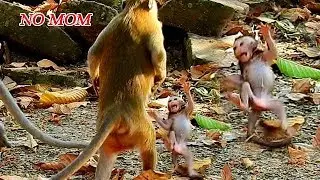 PITIFUL!! ANGEL DELENA CRIES TANTRUM IN FRONT OF BIG MONKEY MARIA & KARI |WHERE IS HER MOM DEE DEE?