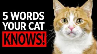 5 Unique Words Your Cat Actually Understands! (Proven by Science)