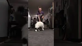 training with Cat