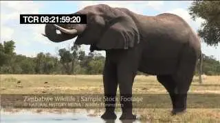 Zimbabwe Wildlife HD Stock Footage Samples
